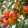 Nectarineboompje (zelfbestuivend) vruchten